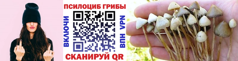 Галлюциногенные грибы Psilocybine cubensis  Купить где  Лянтор 